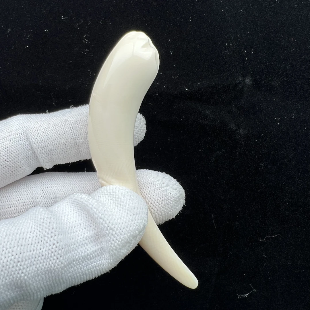 B1300天然猛犸牙 雕刻牙尖81.4mm 支持鉴定 假一罚四
