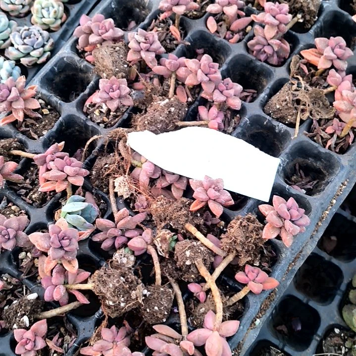 霞*汐满6元包邮，姬胧月垃圾无售后4号