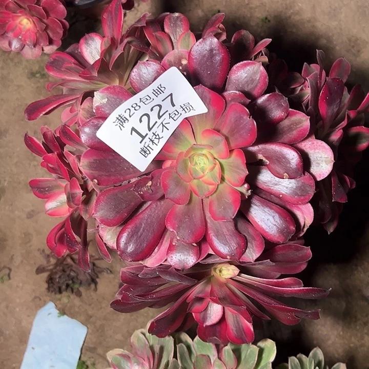 老***鬼1227美杜莎多肉植物