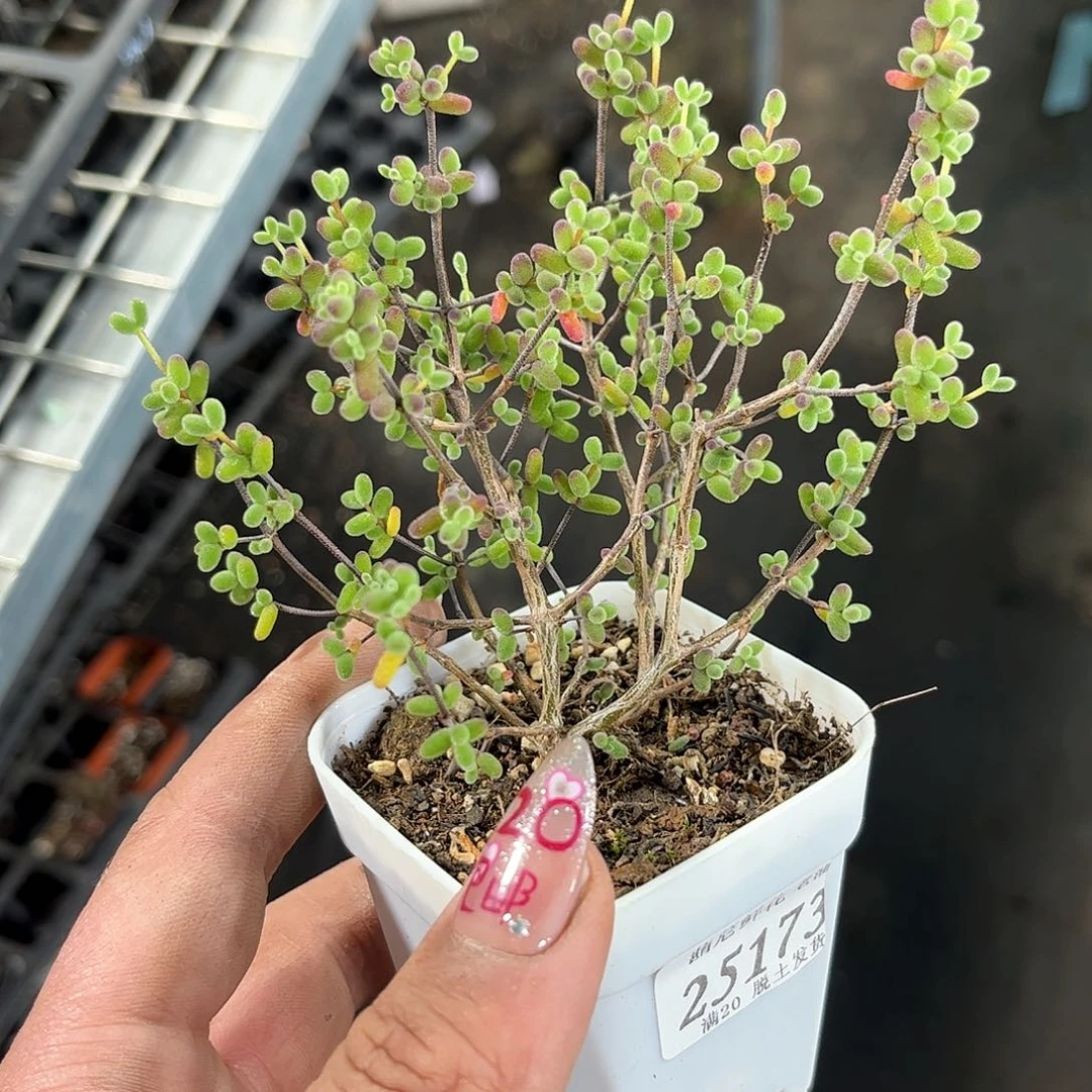 森**鹿25173一物一拍单头