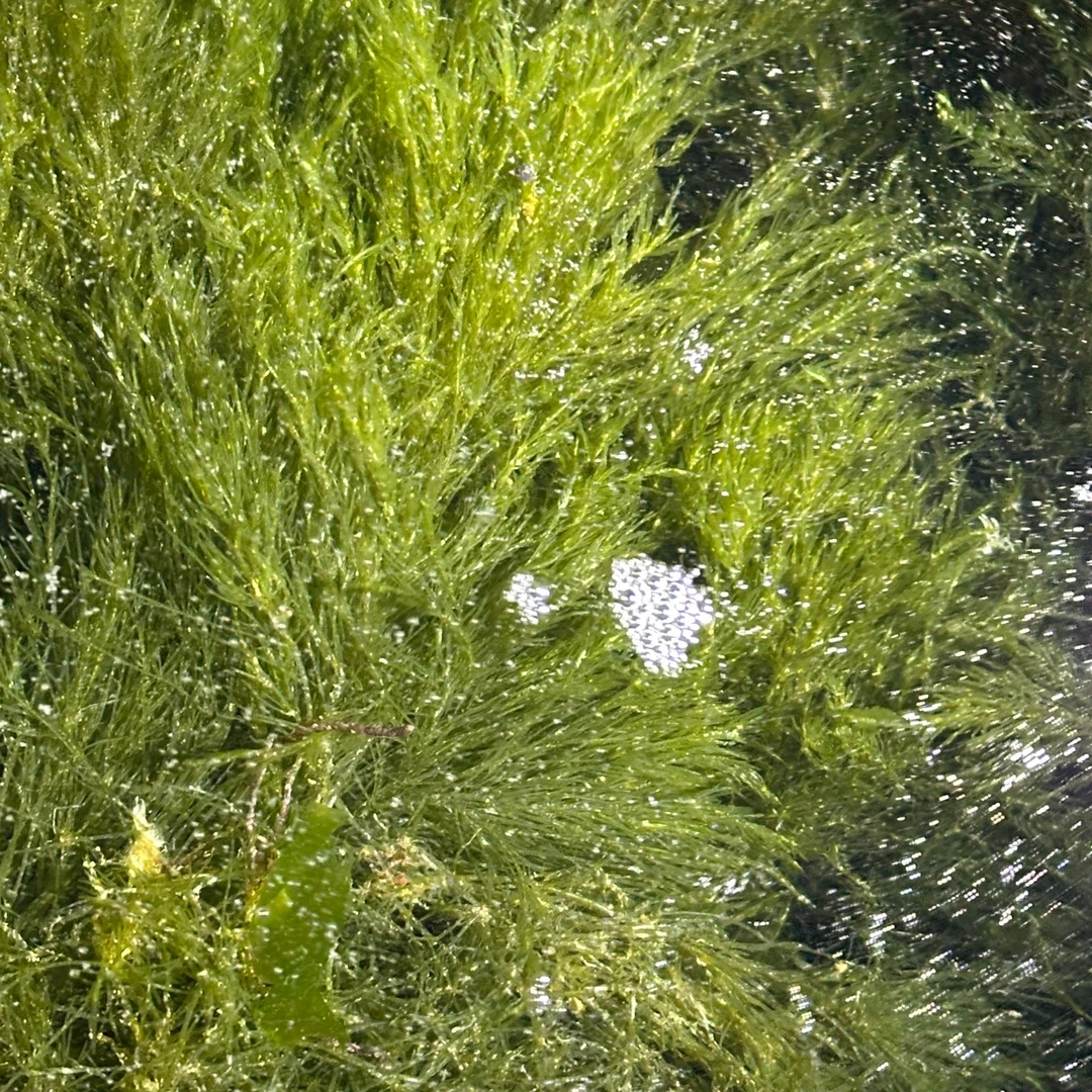 绿毛藻海缸高等藻带石头