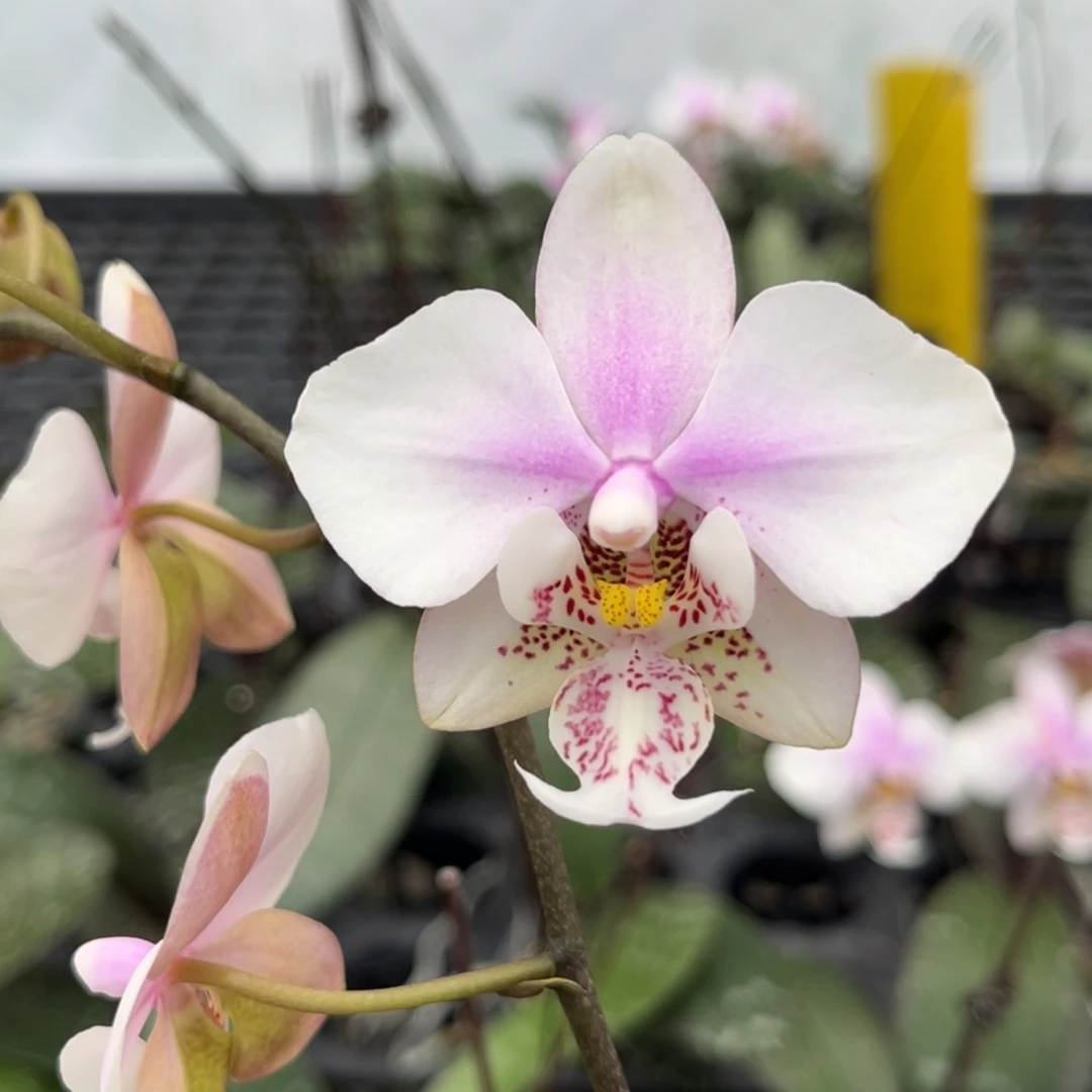 完全开放2.5寸黄史交西开花株