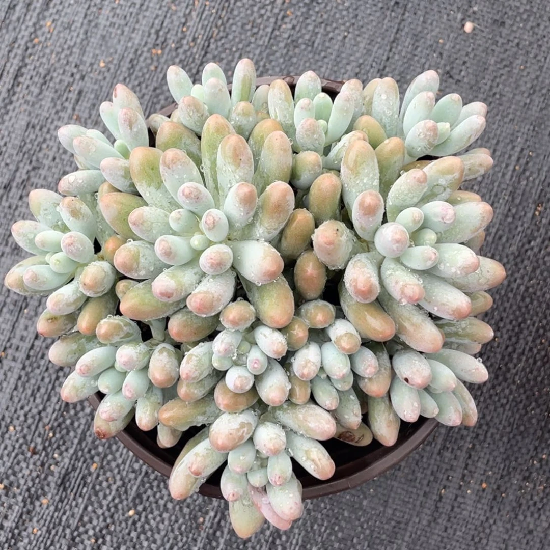 12头大叶汤圆黄底114