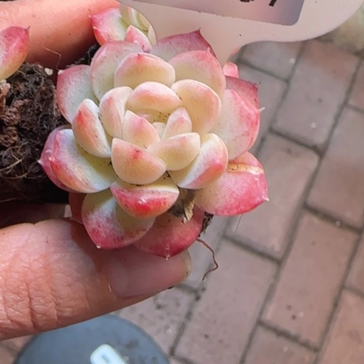 37号   明月之子