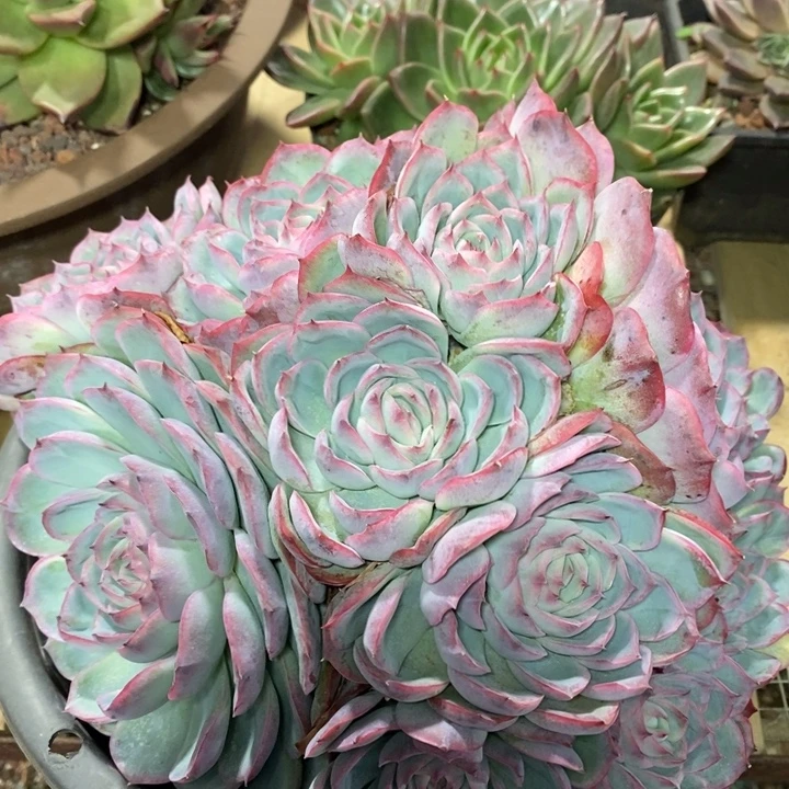 D755- 直播福利 侧影捧花