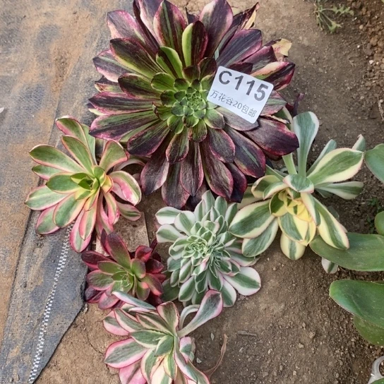 颜*115砍头六个多肉植物