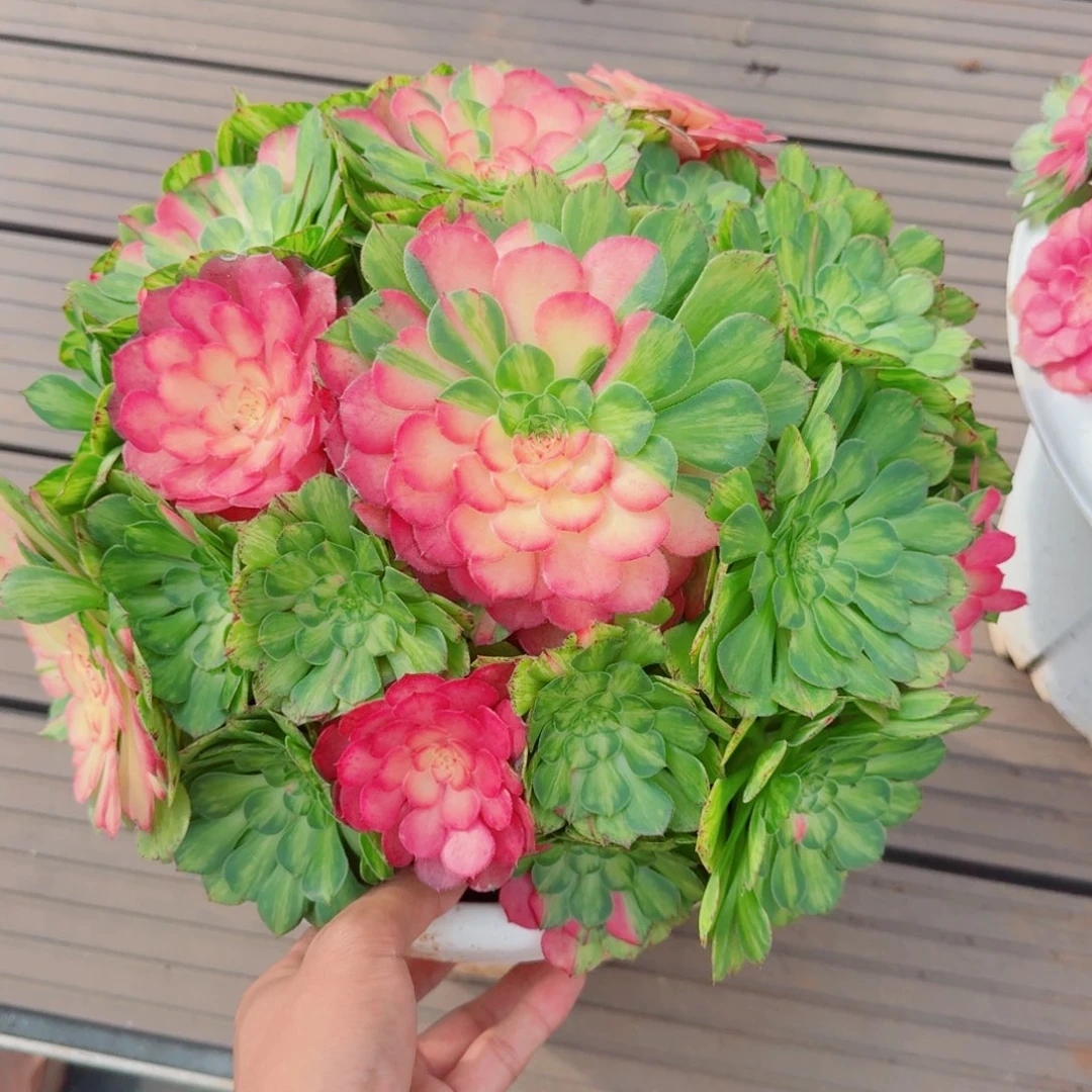 梦***见无花朵nxnxnxdndbbddbdbdb