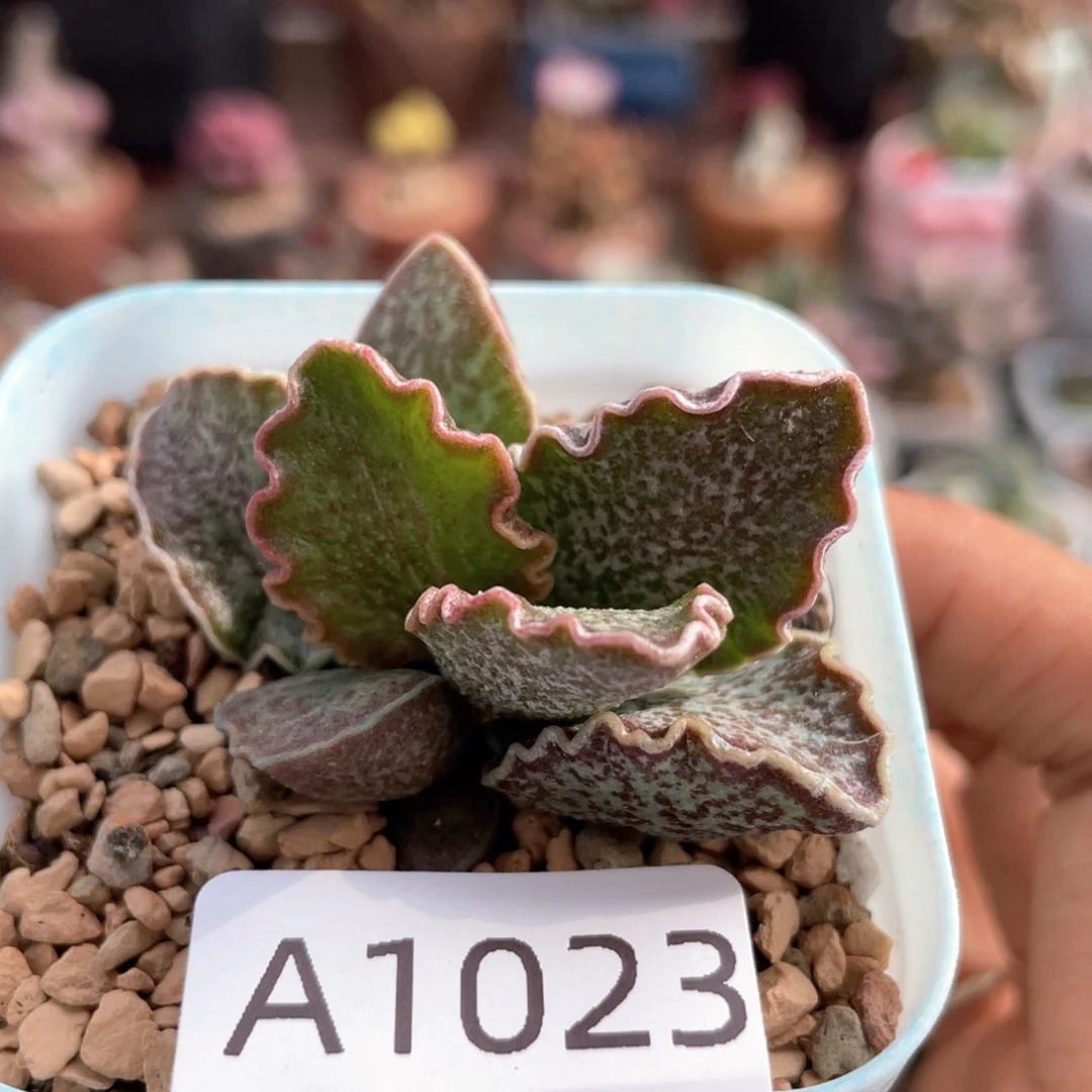 大波浪园艺1号。  1023。