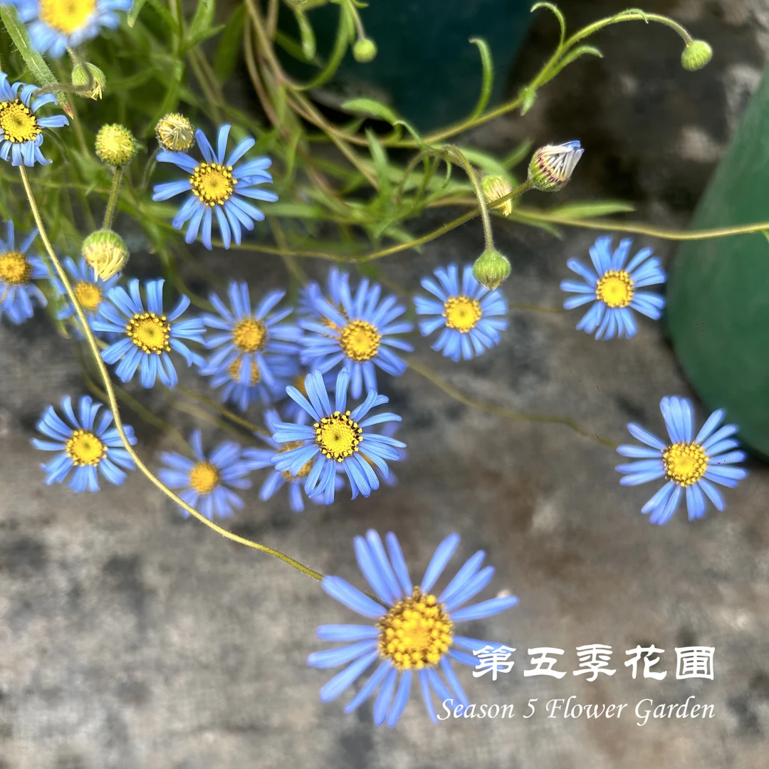第五季花圃 翠鸟雏菊 蓝色 多年生耐寒春季开花植物 阳台盆栽花苗