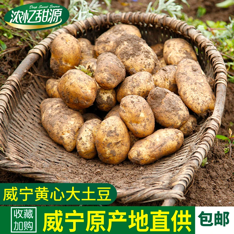 威宁土豆贵州毕节威宁高山黄心洋芋马铃薯老品种新鲜土豆黄皮黄心