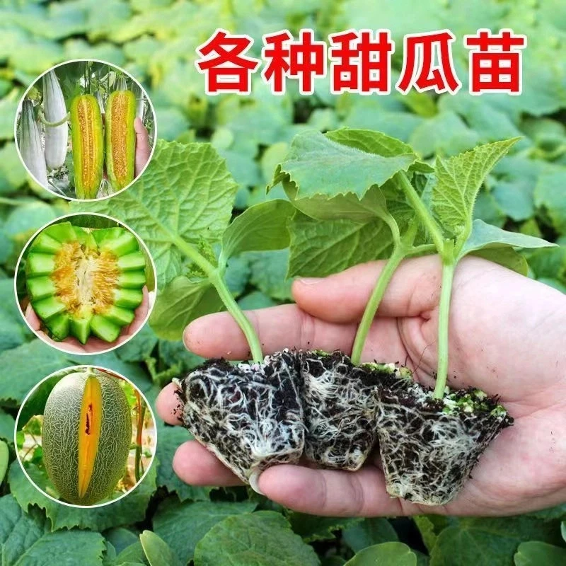 甜瓜秧苗带土绿宝石羊角蜜超甜酥脆香瓜种苗四季阳台庭院种植