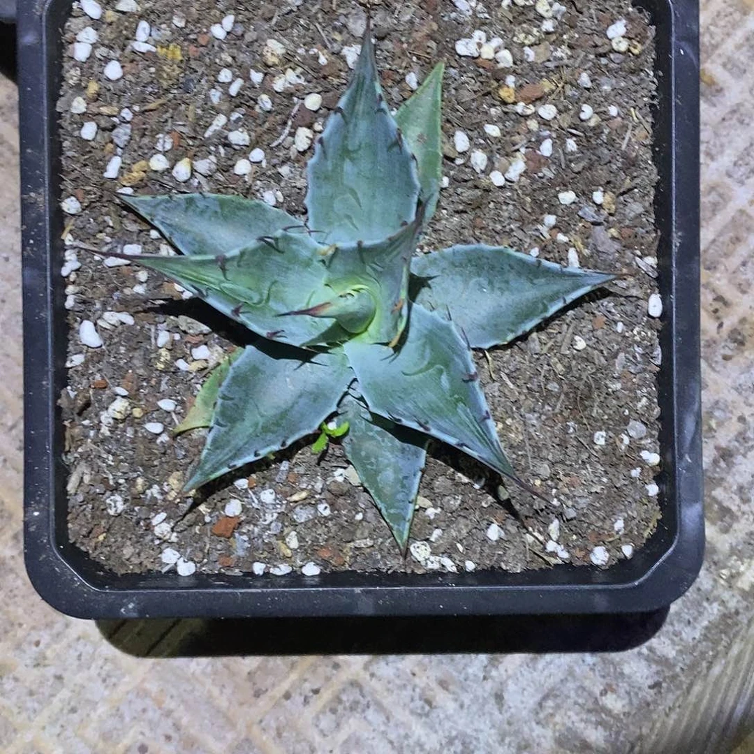 龙舌兰籽播蓝蒙的
