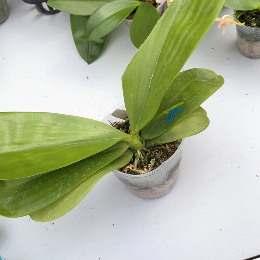 当前无花栽培后可以开花（弥陀白虎）3.5，叶瑕