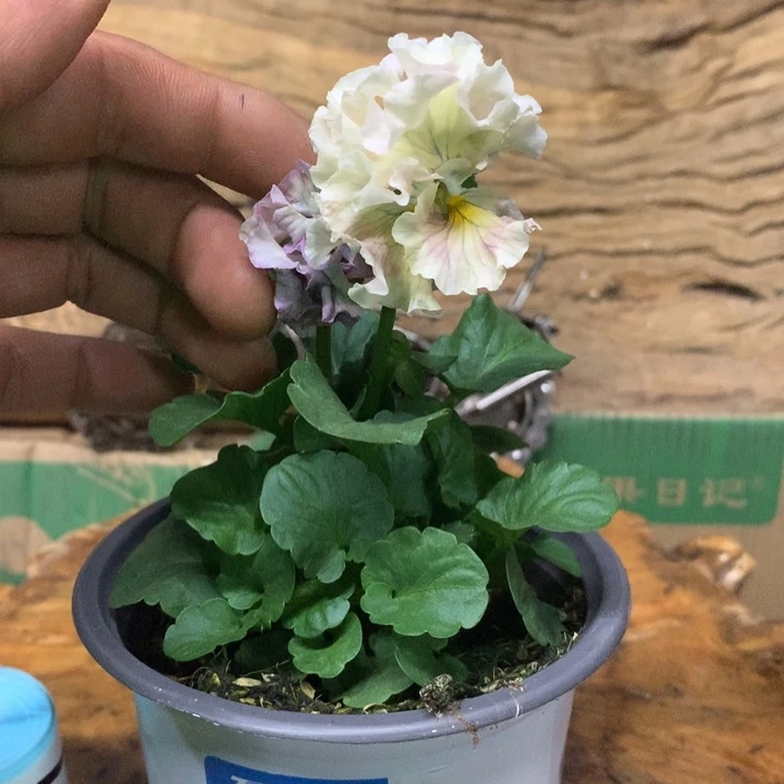 无花朵角堇盆苗一物一拍025