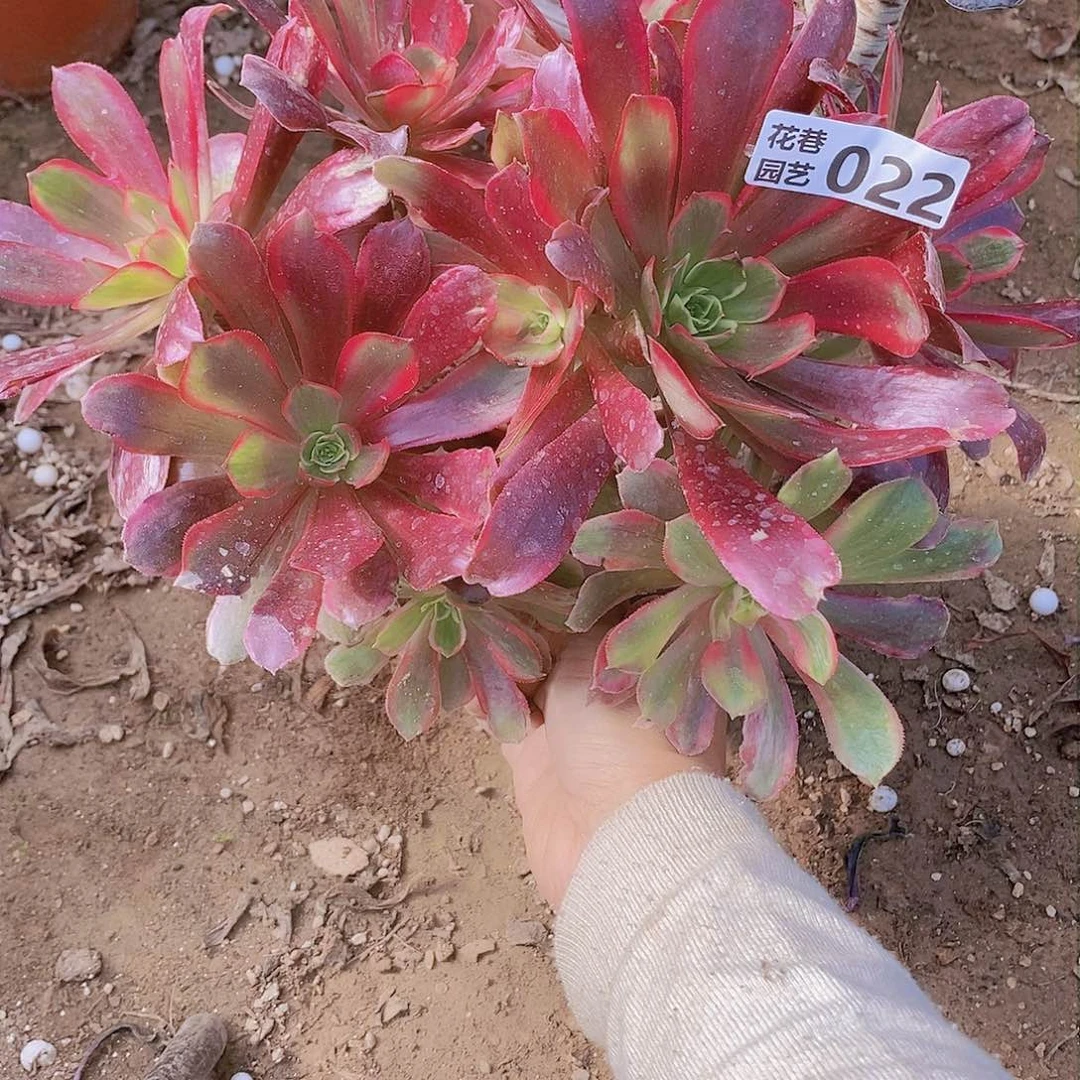 22 号20元包邮不包断枝年后发货