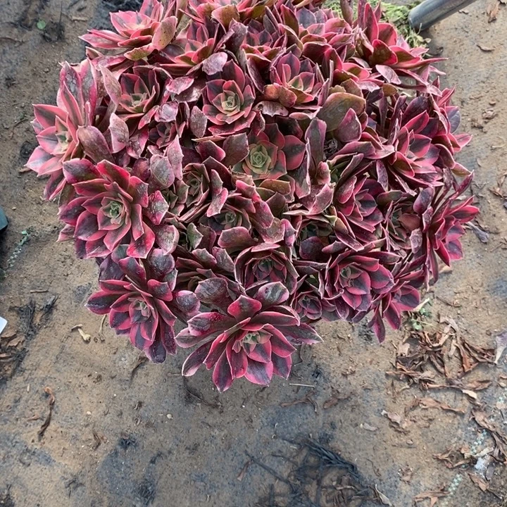 女妖40多肉植物法师的