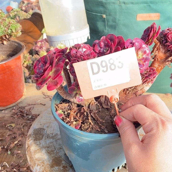 卖***姐D983美杜莎老庄老浴缸