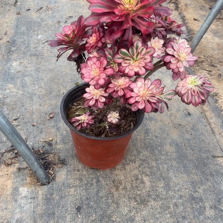 31香多肉多肉多肉