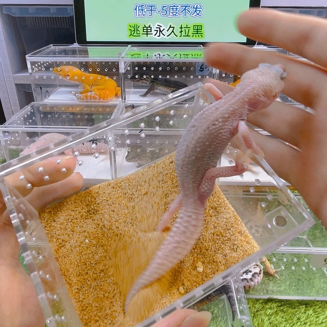 守宫可爱好看迷人
