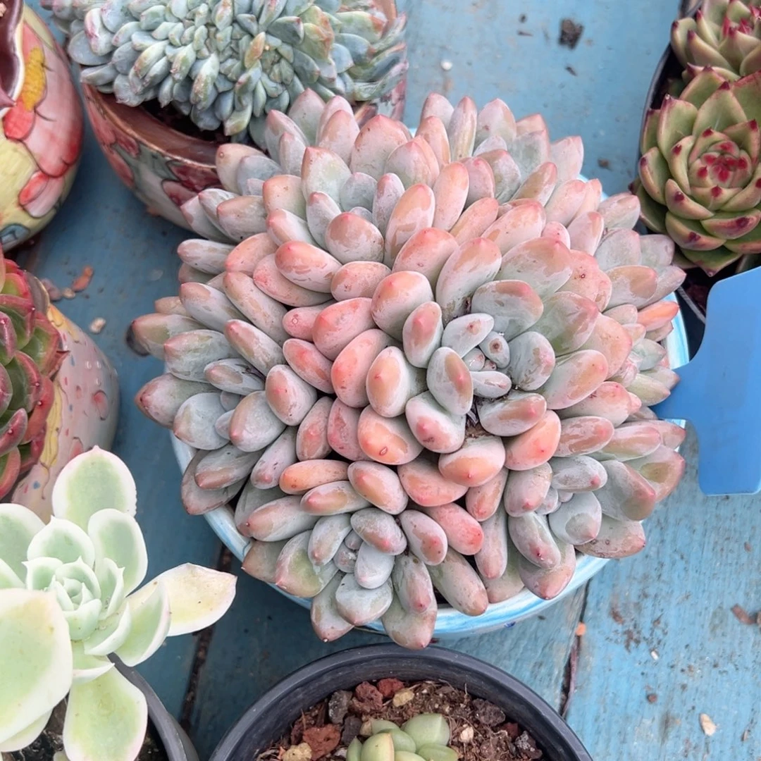 精品多肉植物老桩