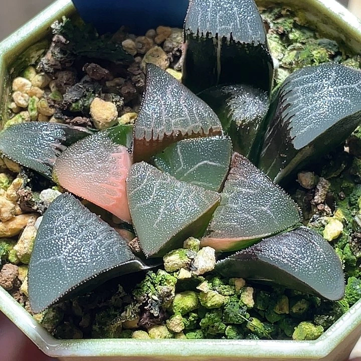 926大型克锦一物一拍
