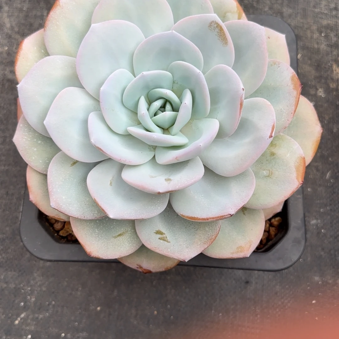 奶茶多肉植物多肉