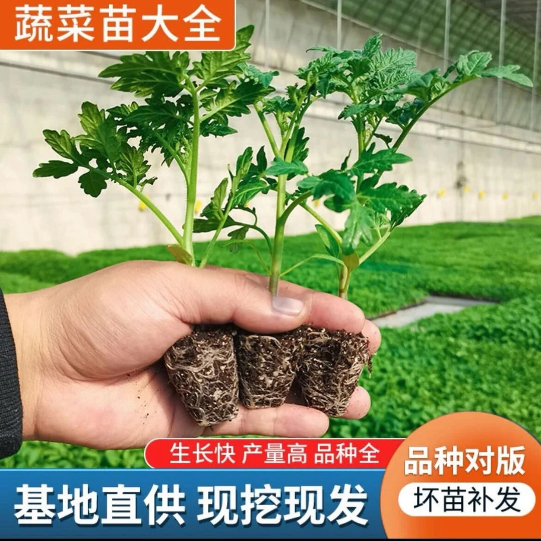 【茄子番茄组合】番茄苗茄子苗组合千禧圣女果大番茄线茄圆茄子苗