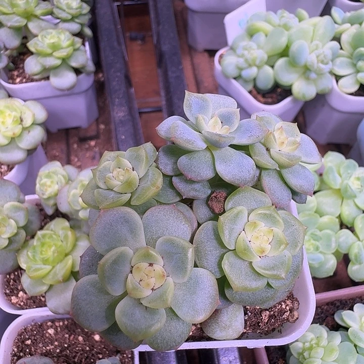 荔枝甜心5头群专拍宝石