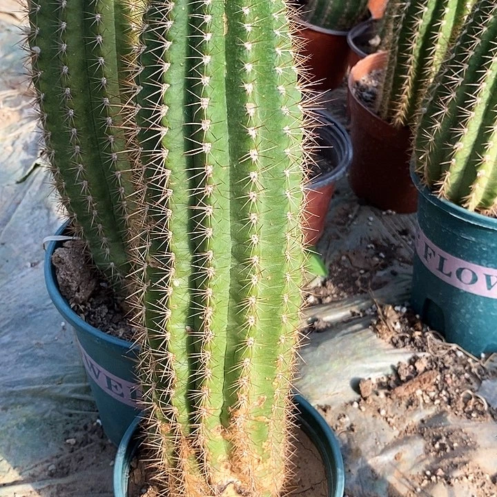 冰***焰毛 法二/脱土脱盆20包邮/