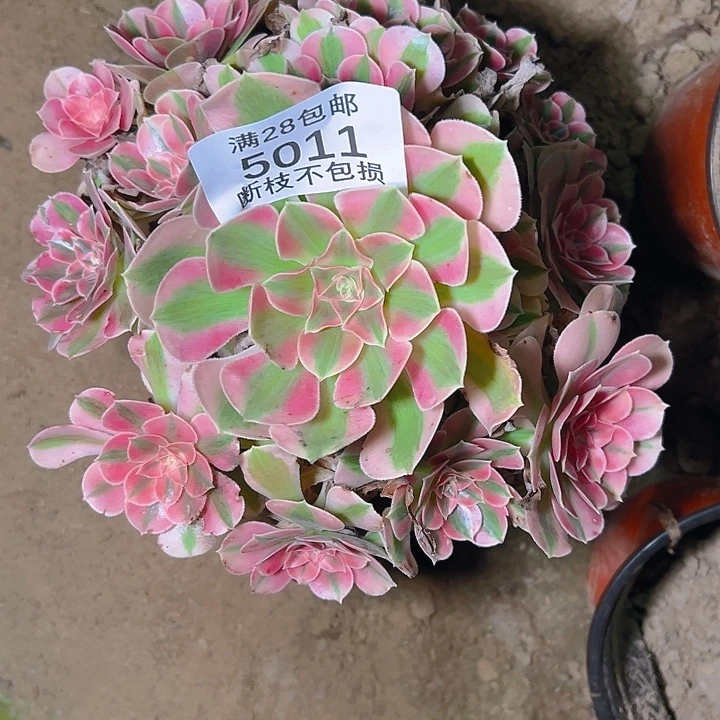 5011粉女巫多肉植物