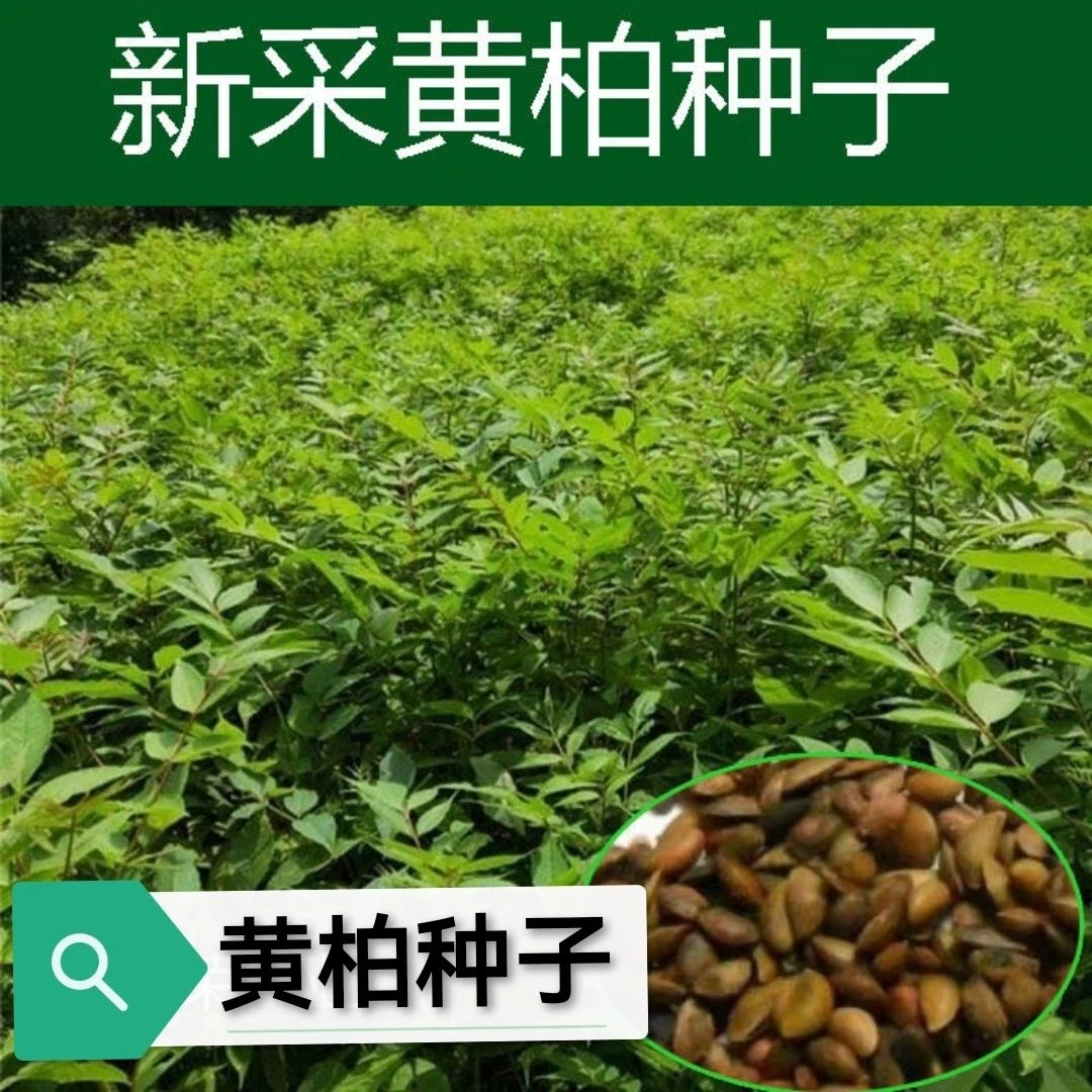 药材黄柏种子黄檗元柏檗木川黄柏种子绿化林木苗木树种子黄菠萝籽