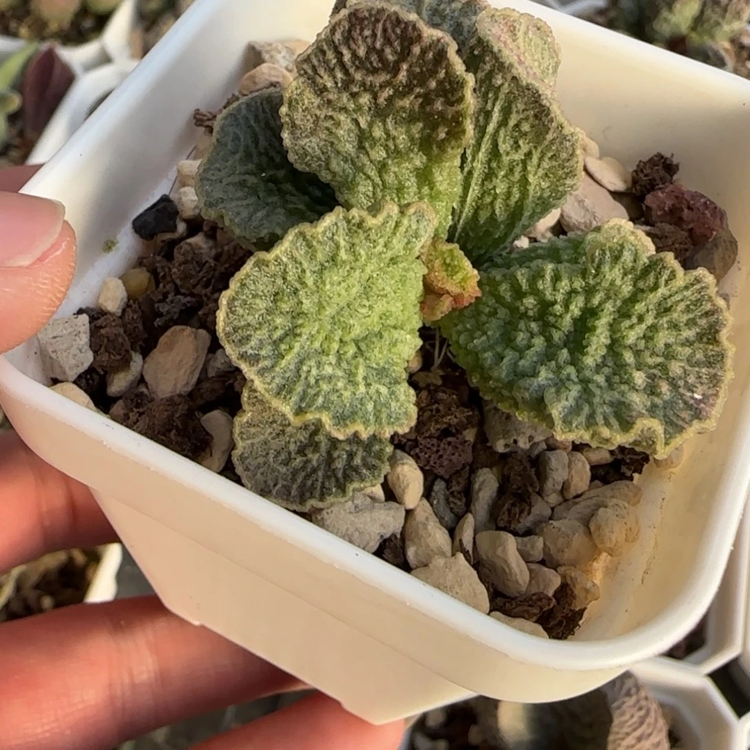 红玫瑰水泡多肉植物