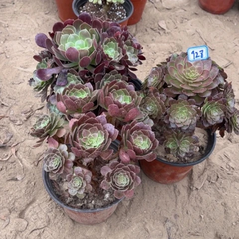928多肉植物组合，