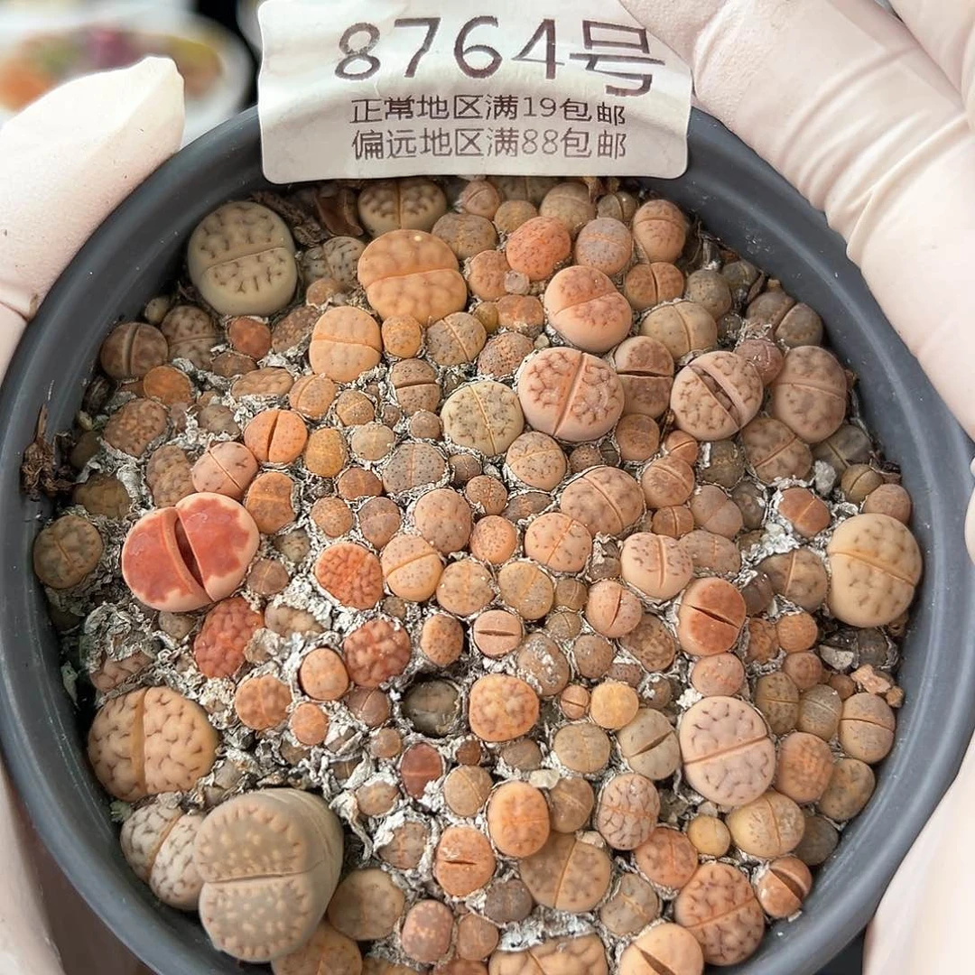 好养易活生石花大母本8764