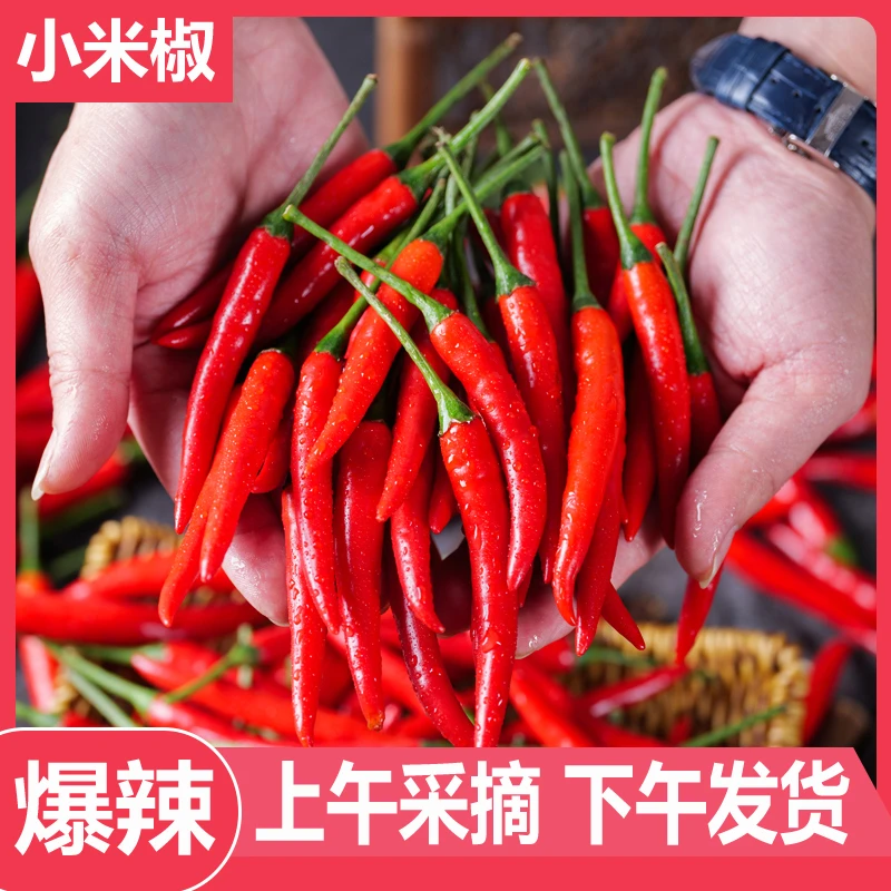 新鲜采摘特辣小米椒巨辣朝天椒火锅餐饮调味蔬菜红辣椒泡椒剁辣椒