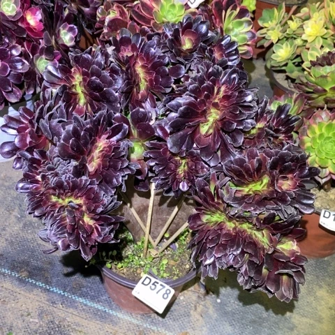 欧紫缀多肉植物法师不包损578