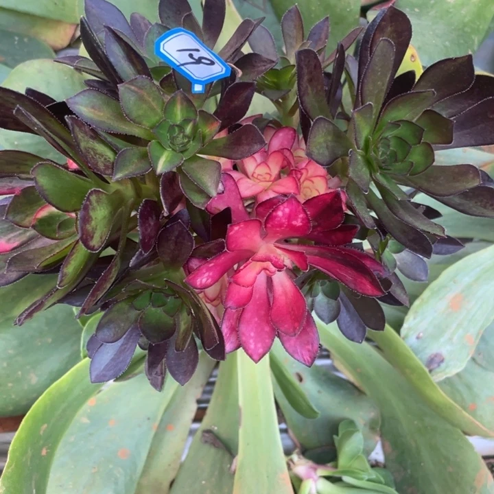 19嫁接砍头群花蝴蝶