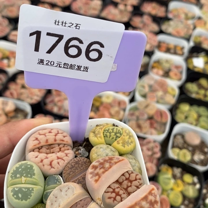 栀**年1766小生石花小苗