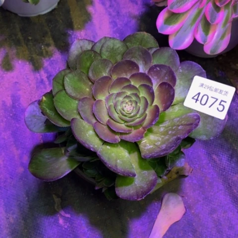 雨荷多肉植物4075