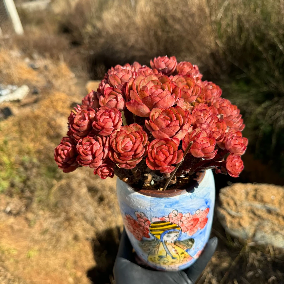 多肉一物一拍专用