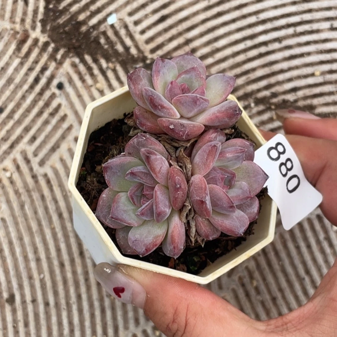 880。紫皇琥珀。