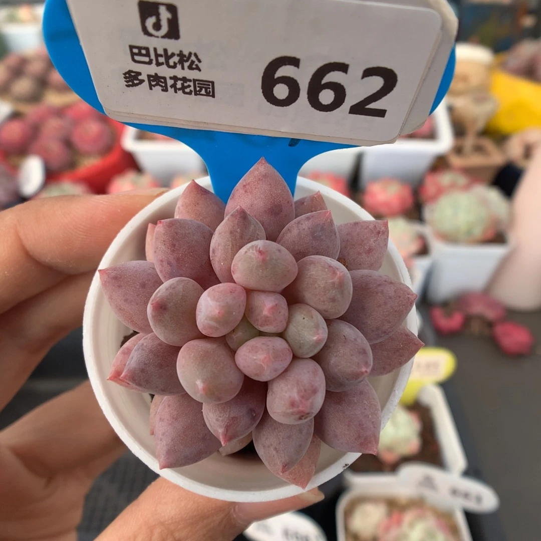 662红蜻蜓多肉植物福利