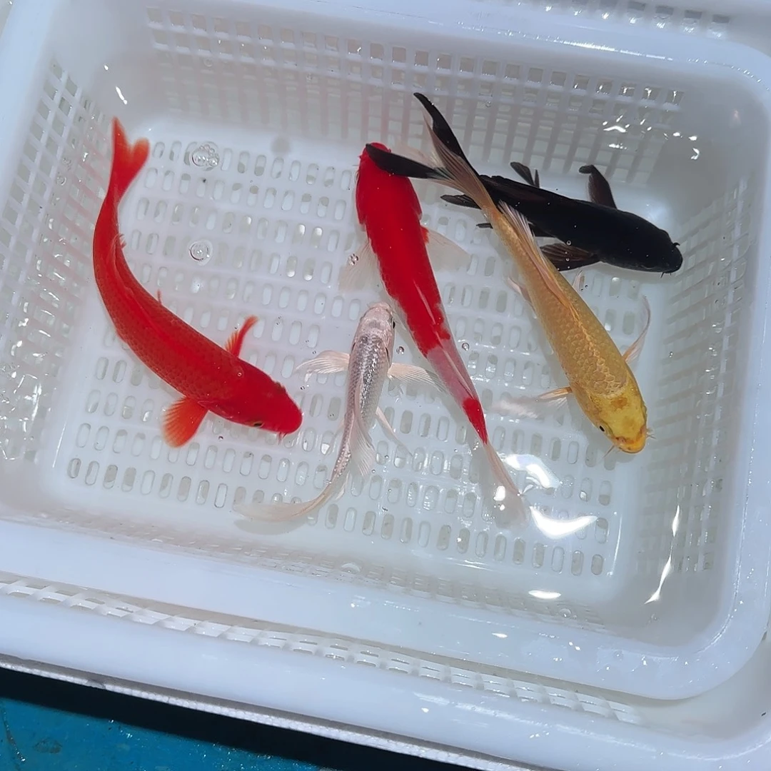 锦鲤货到拍开箱视频 偏远不包邮 15公分左右