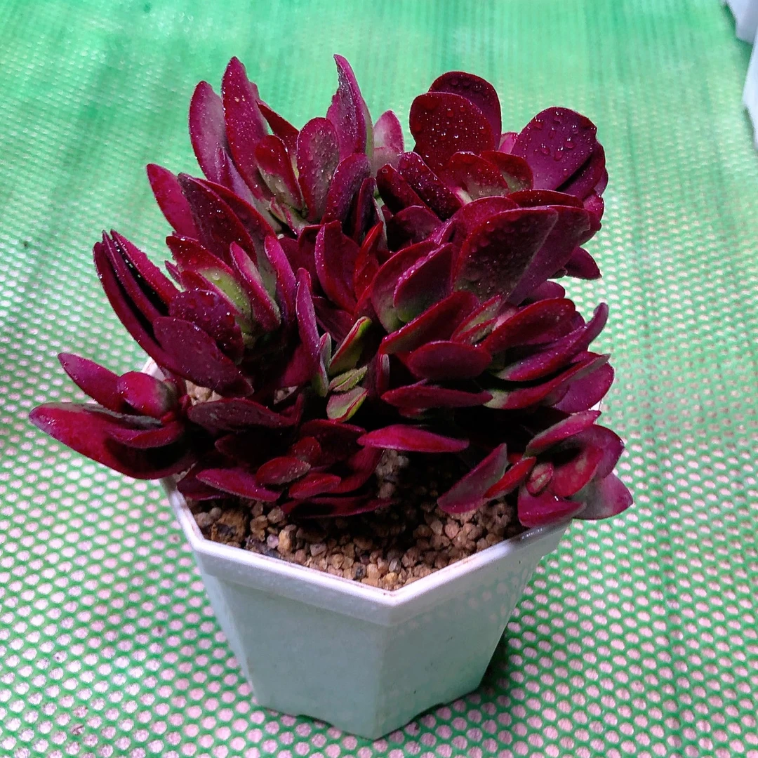 多肉植物紫蝶三颗送八角盆土