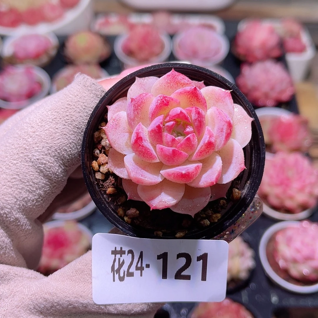 花利美24-121新品