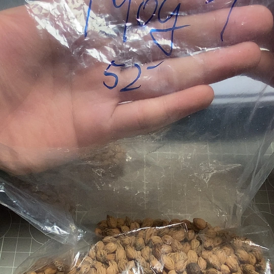 巷***角柏香籽/百香籽吊坠