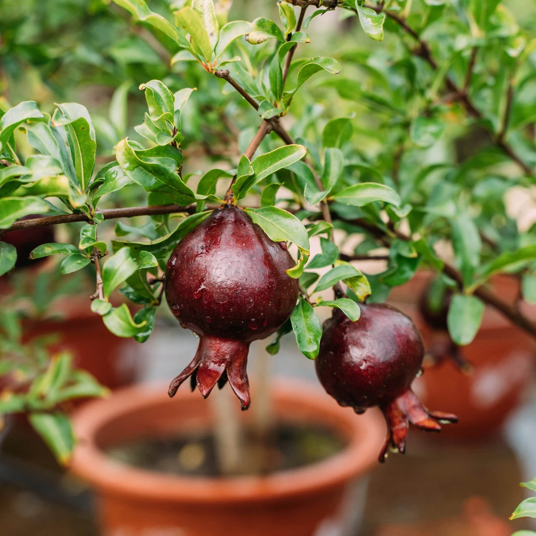 一物一拍盆栽庭院阳台绿植
