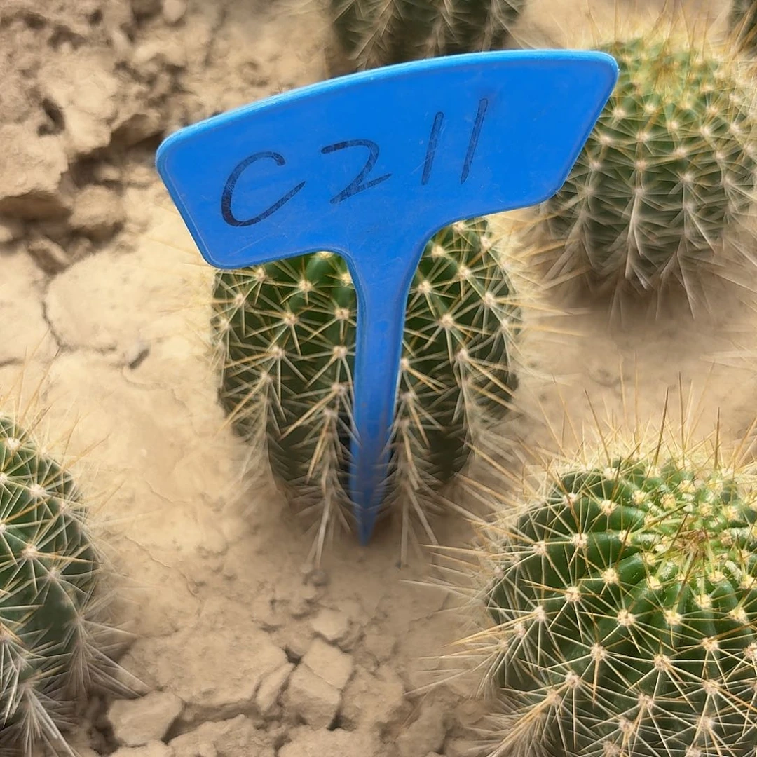 锦***觅C211,8-5瑕疵歪头