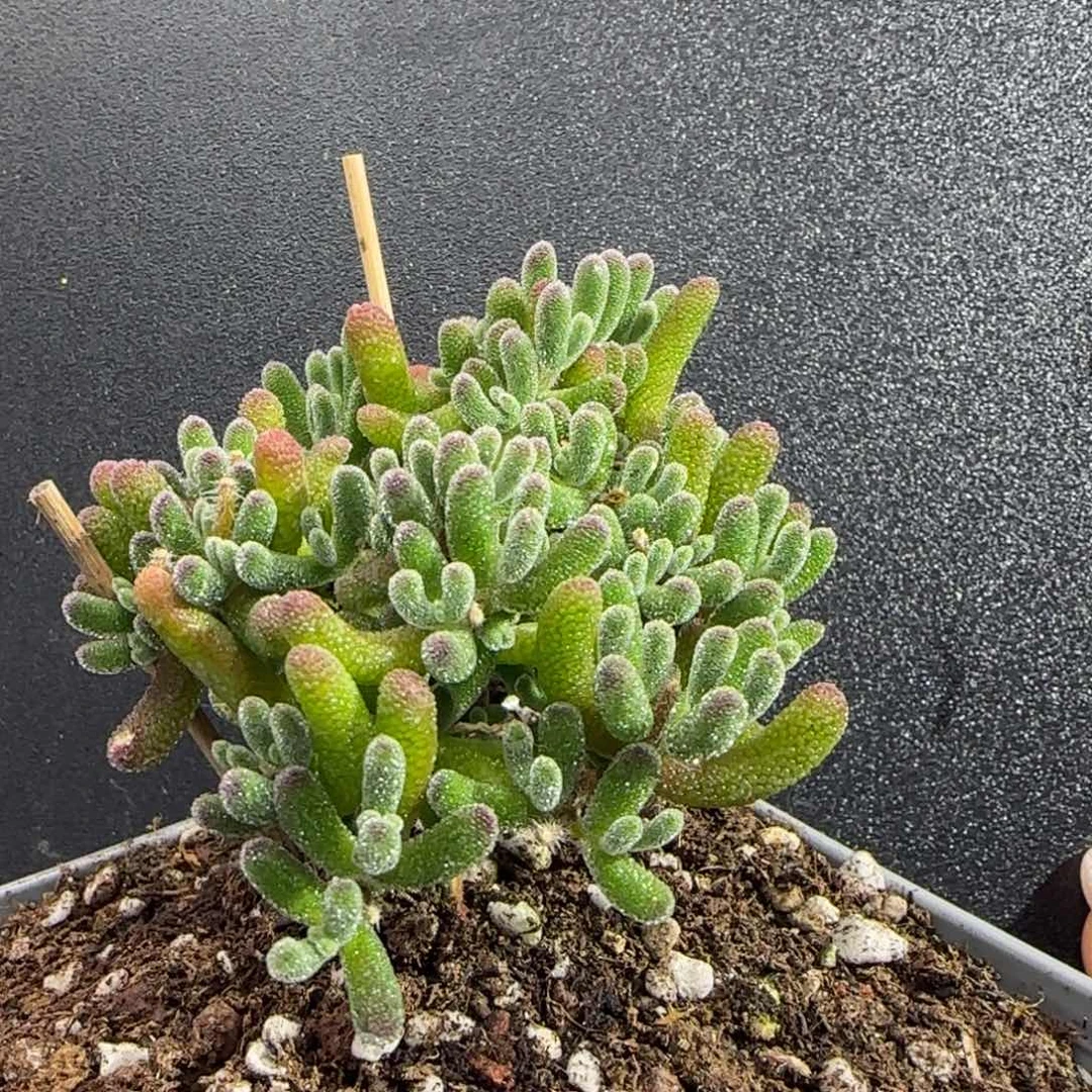 dy0652荔枝闪闪斜飘单杆