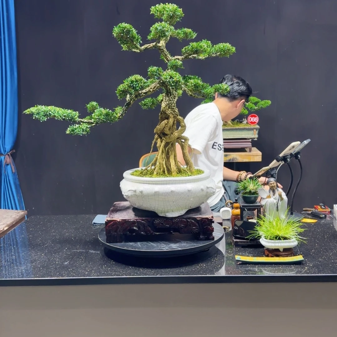 无花朵黄杨室内室外盆景艺术